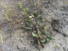 Opuntia macrorhiza