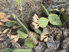 Opuntia macrorhiza