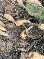 Opuntia macrorhiza