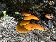 Omphalotus olivascens