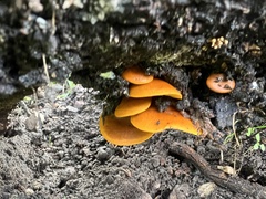 Omphalotus olivascens