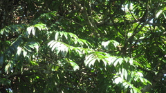 Tachigali panamensis