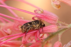 Protaetia fusca