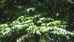 Tachigali panamensis