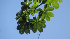 Pseudobombax septenatum