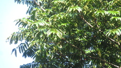 Tachigali panamensis