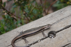 Pseudemoia entrecasteauxii