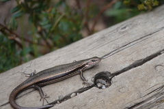 Pseudemoia entrecasteauxii