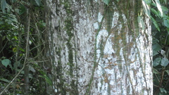 Pseudobombax septenatum