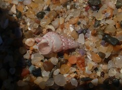 Leiopyrga lineolaris