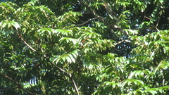 Tachigali panamensis