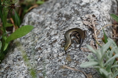 Pseudemoia entrecasteauxii