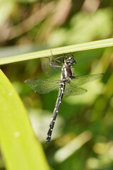 Eusynthemis guttata