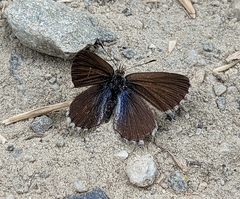 Zizina oxleyi