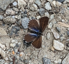 Zizina oxleyi