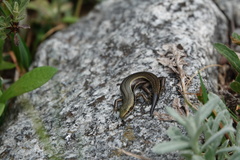 Pseudemoia entrecasteauxii