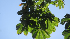 Pseudobombax septenatum