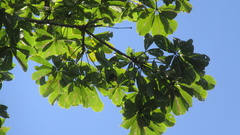 Pseudobombax septenatum