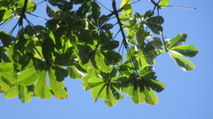 Pseudobombax septenatum