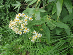 Aster glehnii hondoensis
