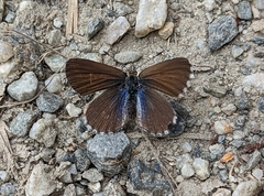 Zizina oxleyi
