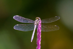 Hemistigma albipunctum