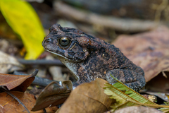 Sclerophrys gutturalis