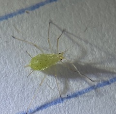 Macrosiphum euphorbiae