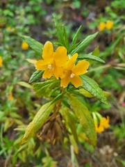 Diplacus aurantiacus