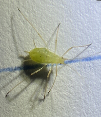 Macrosiphum euphorbiae