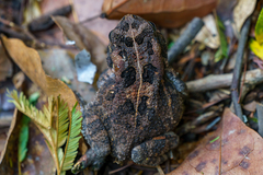 Sclerophrys gutturalis