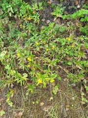 Diplacus aurantiacus