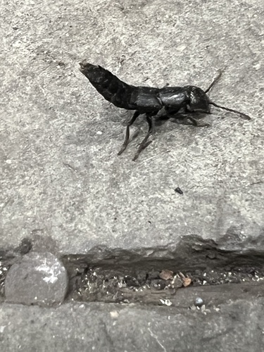 Ocypus nitens photo 5