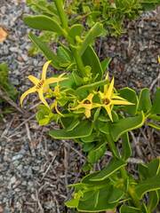 Anthocercis littorea