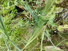 Gladiolus undulatus