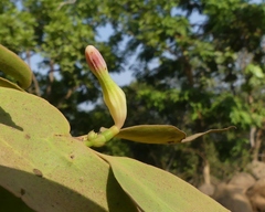 Macrosolen capitellatus