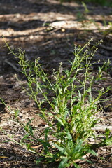 Rorippa dictyosperma