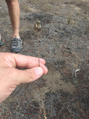 Gilia capitata chamissonis