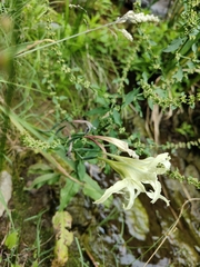 Gladiolus undulatus