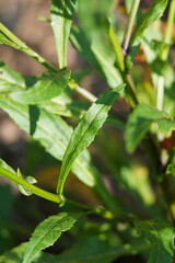 Rorippa dictyosperma