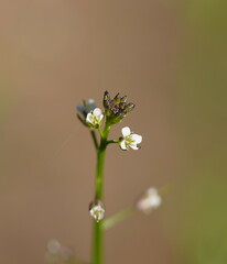 Rorippa dictyosperma
