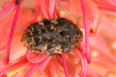 Protaetia fusca