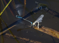 Coenagrion glaciale