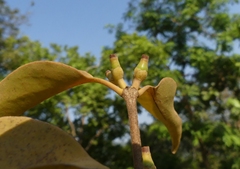 Macrosolen capitellatus