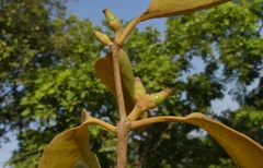 Macrosolen capitellatus