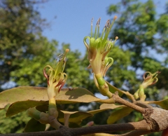 Macrosolen capitellatus
