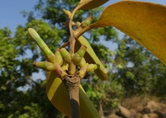 Macrosolen capitellatus