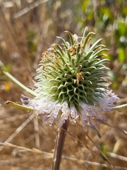 Dipsacus sativus