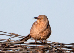 Toxostoma bendirei