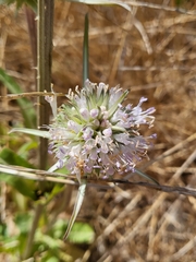 Dipsacus sativus